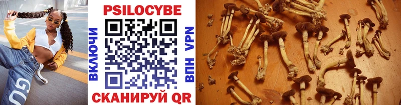 Купить где  Орлов  Псилоцибиновые грибы Psilocybine cubensis 